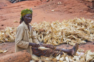 Maize farmer in Ghana