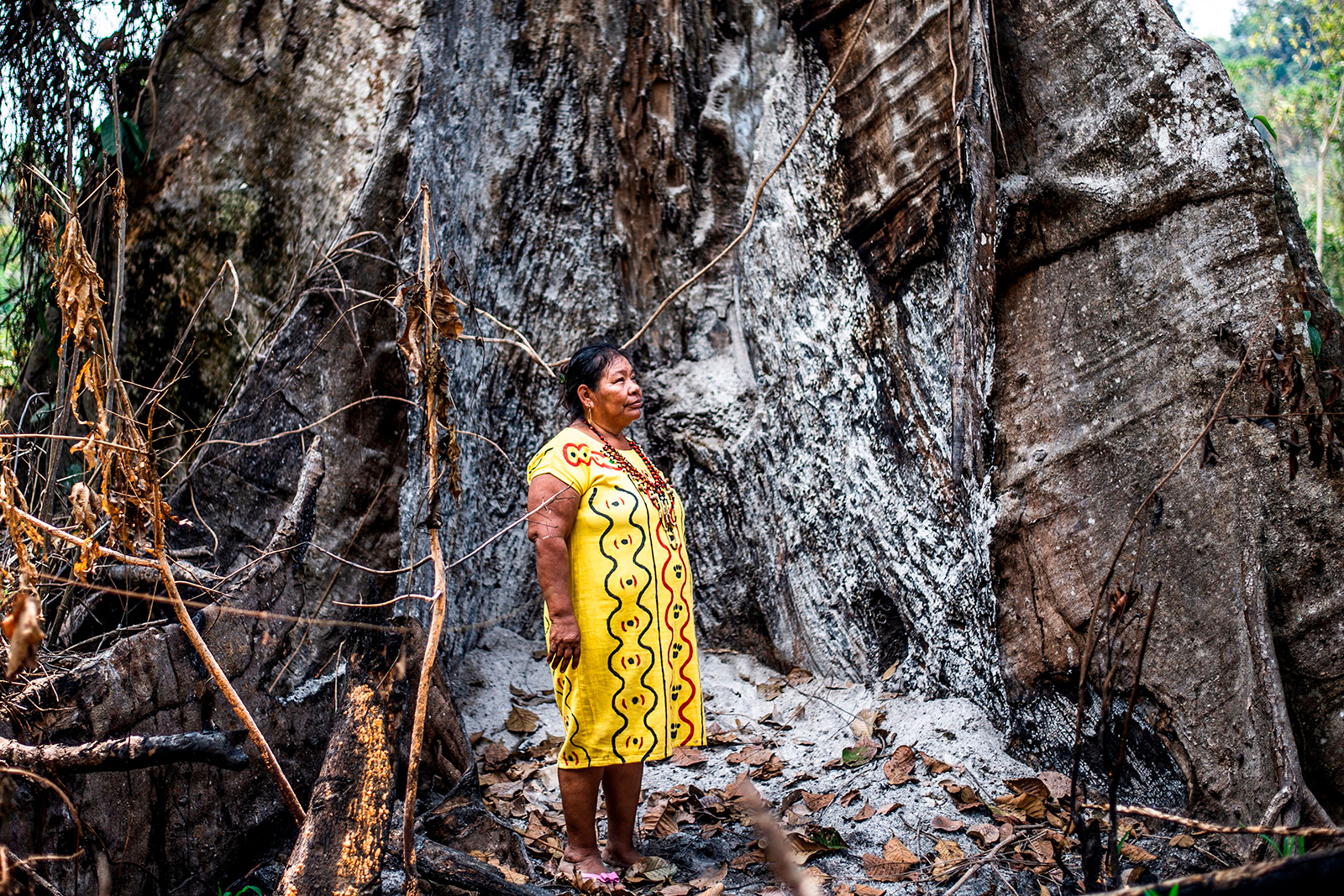 Deforestation in  Rainforest Threatens Indigenous Lands
